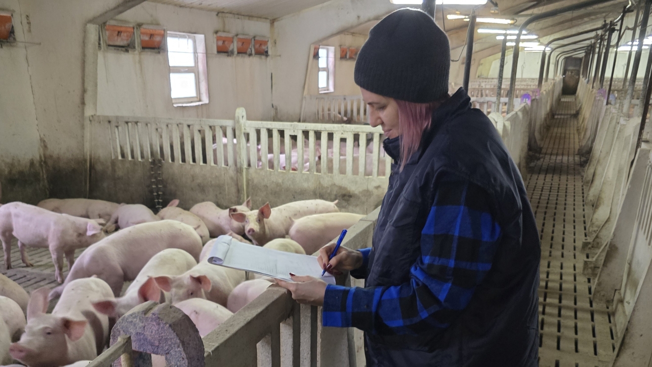 Actual banner_pigs_cropped